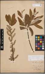 Foto von Salix caprea L. x Salix eleagnos Scop.